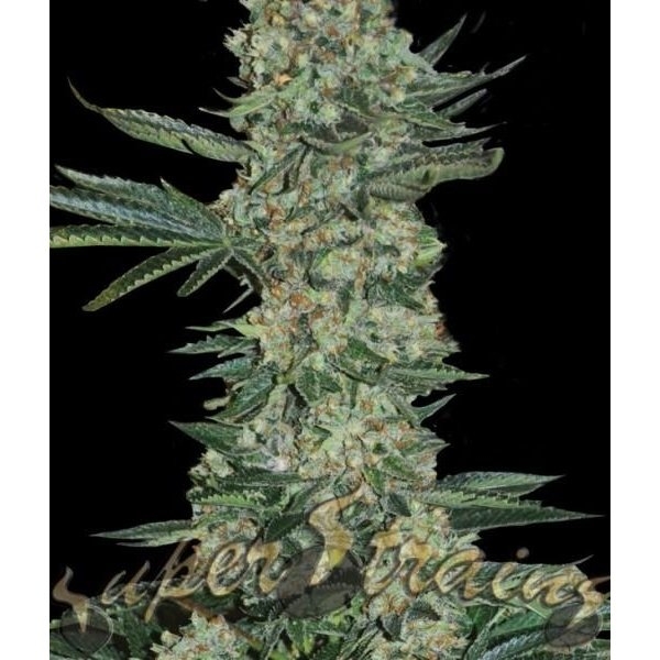 Enemy of the State Feminised Cannabis Seeds | Superstrains