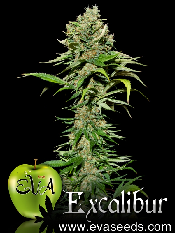 Excalibur Feminised Cannabis Seeds
