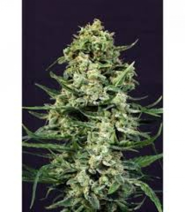 Exotic Colours Feminised Cannabis Seeds