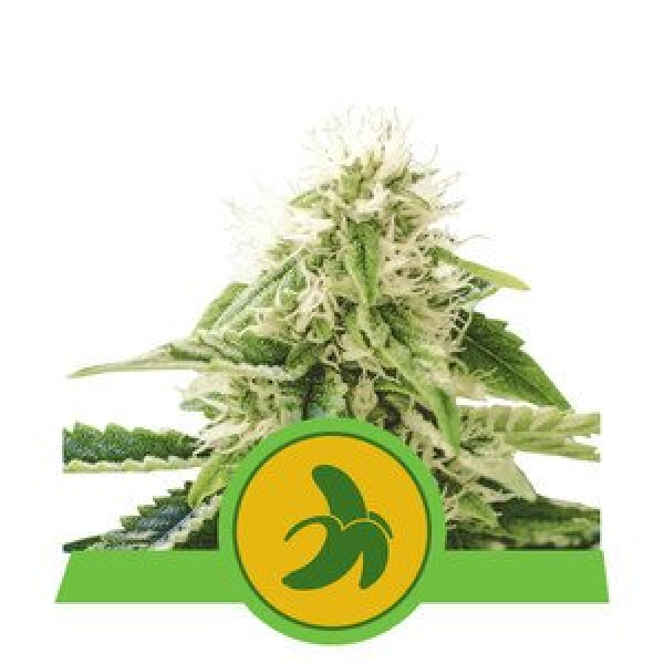 ​Fat Banana Auto Feminised Cannabis Seeds | Royal Queen Seeds