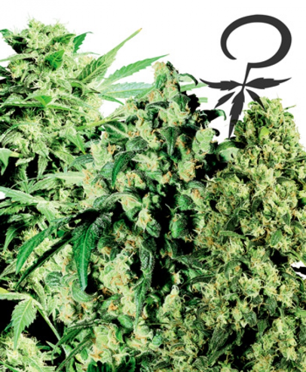 Female Mix Feminised Cannabis Seeds | White Label Seed Company