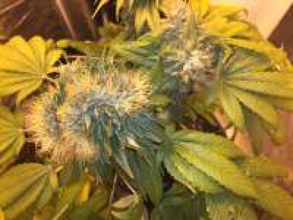 Buy Strain Hunters Flowerbomb Kush Feminised Cannabis Seeds