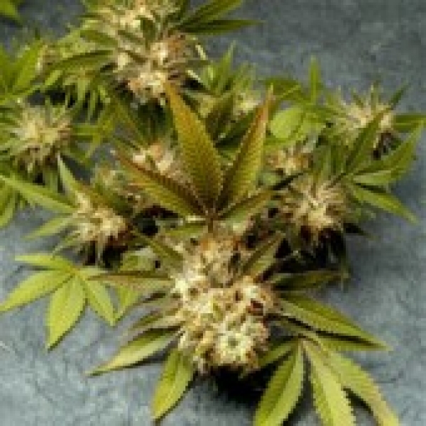 Fruit of The Gods (FOG) Regular Cannabis Seeds | Delta 9 Labs