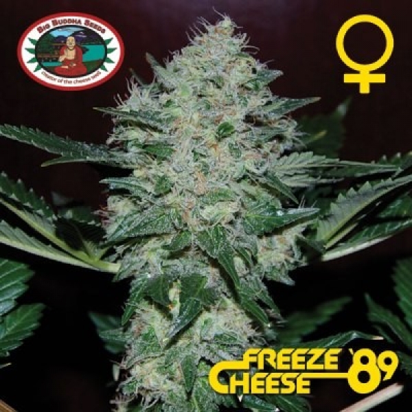 Freeze Cheese '89 Feminised Cannabis Seeds | Big Buddha Seeds 
