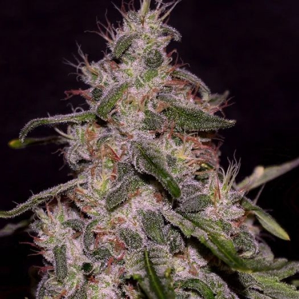 Frosted Guava Feminised Cannabis Seeds | Cream Of The Crop