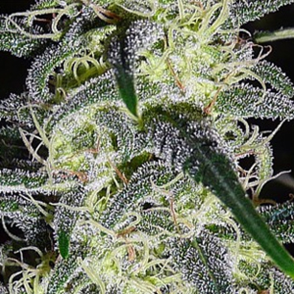 G13 Haze x NYC Diesel Regular Cannabis Seeds | Soma Seeds