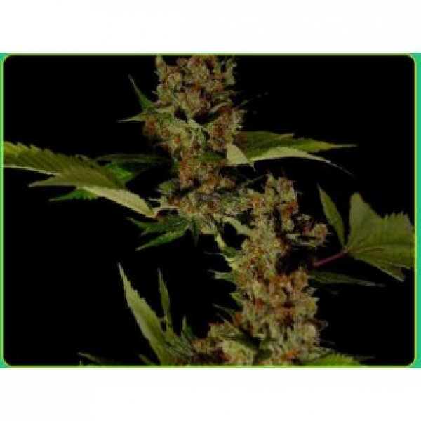 G13 Haze x Free Tibet Regular Cannabis Seeds | Soma Seeds