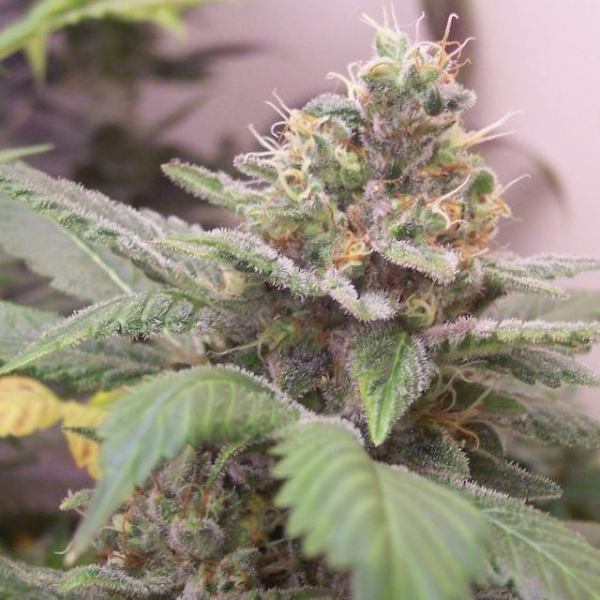 Gangster OG Regular Cannabis Seeds | Hazeman Seeds