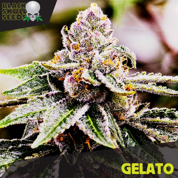 Gelato Feminized Cannabis Seeds | Black Skull Seeds