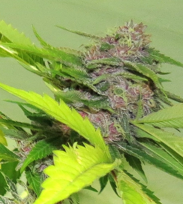Gage Green Giant Steps Cannabis Seeds