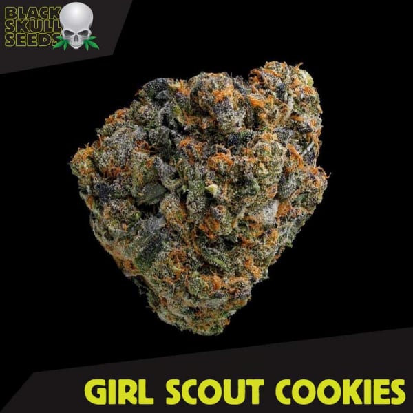 Girl Scout Cookies Feminized Cannabis Seeds | Black Skull Seeds