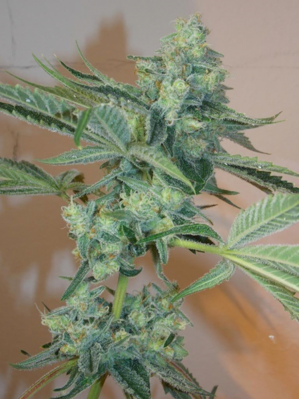 Girl Scout Cookies Feminised Seeds | Cali Connection
