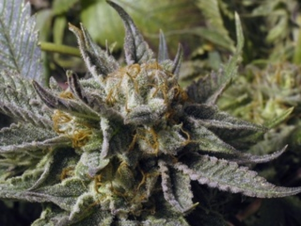 God Bud Regular Cannabis Seeds | BC Bud Depot
