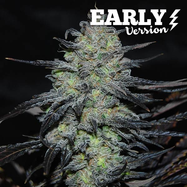 Golosa Early Version Feminised Cannabis Seeds | Delicious Seeds