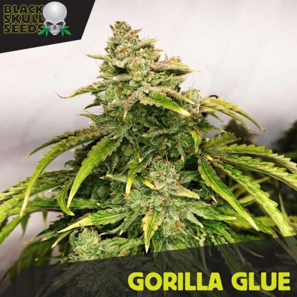 Gorilla Glue Feminized Cannabis Seeds | Black Skull Seeds