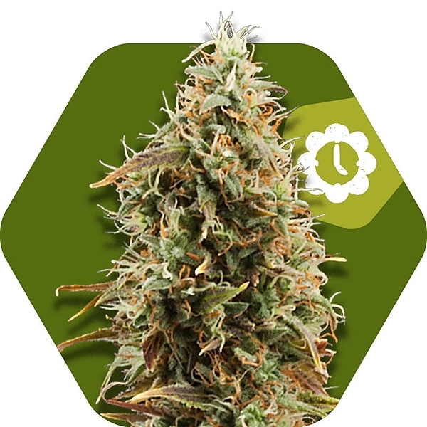 Green AK XL Auto Feminised Cannabis Seeds | Zambeza Seeds