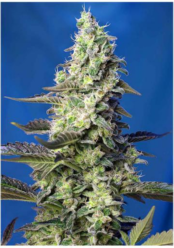 Green Poison XL Auto Feminised Cannabis Seeds | Sweet Seeds