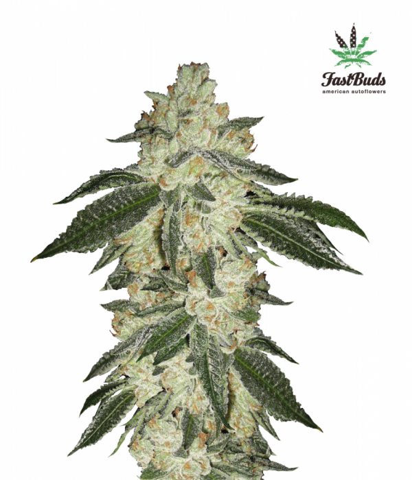 Green Crack Auto Feminised Cannabis Seeds | Fast Buds