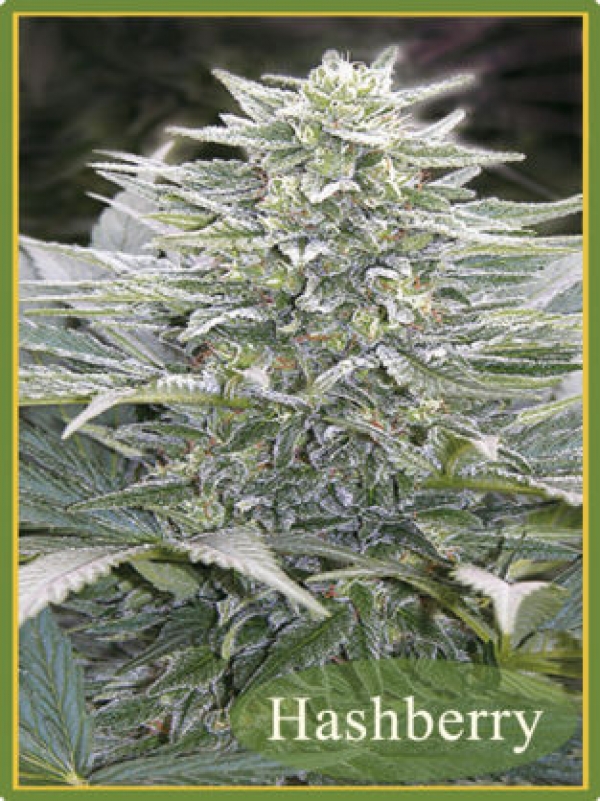 Hashberry Regular Cannabis Seeds