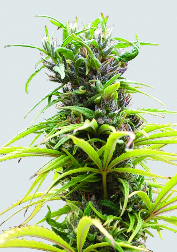 Hawaii Maui Waui Regular Cannabis Seeds | Sativa Seedbank