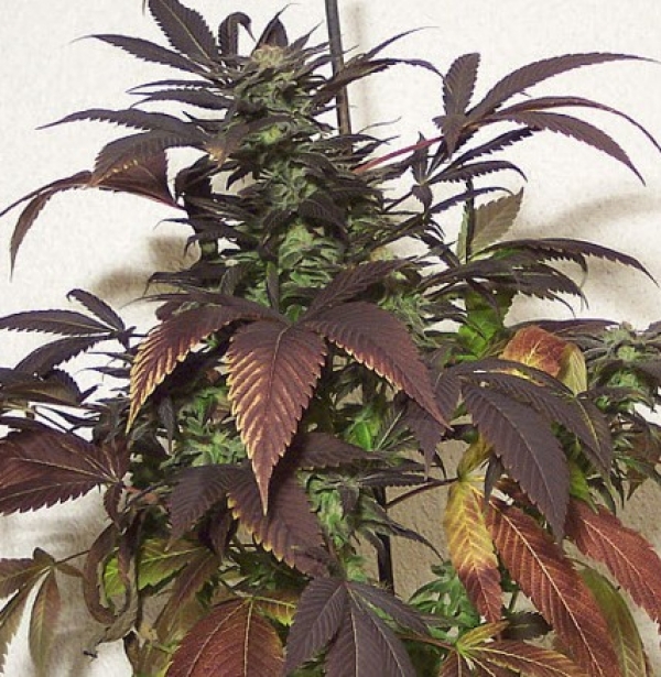 P.O.W. Regular Cannabis Seeds | Hazeman Seeds