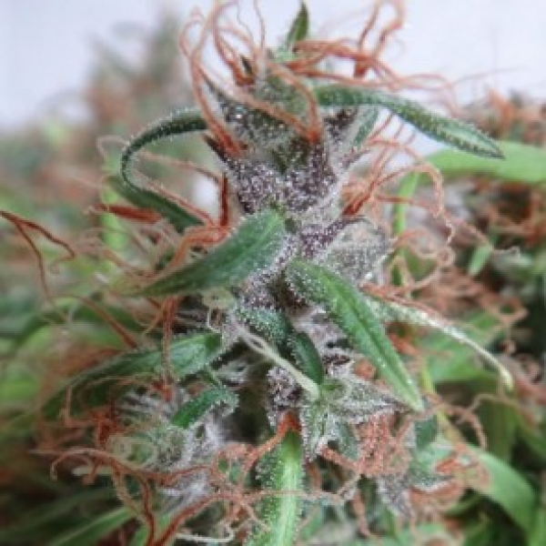 Honduras Regular Cannabis Seeds | Ace Seeds
