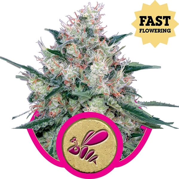 Honey Cream (Formerly Royal Caramel) Fast Flowering Feminised Cannabis Seeds | Royal Queen Seeds