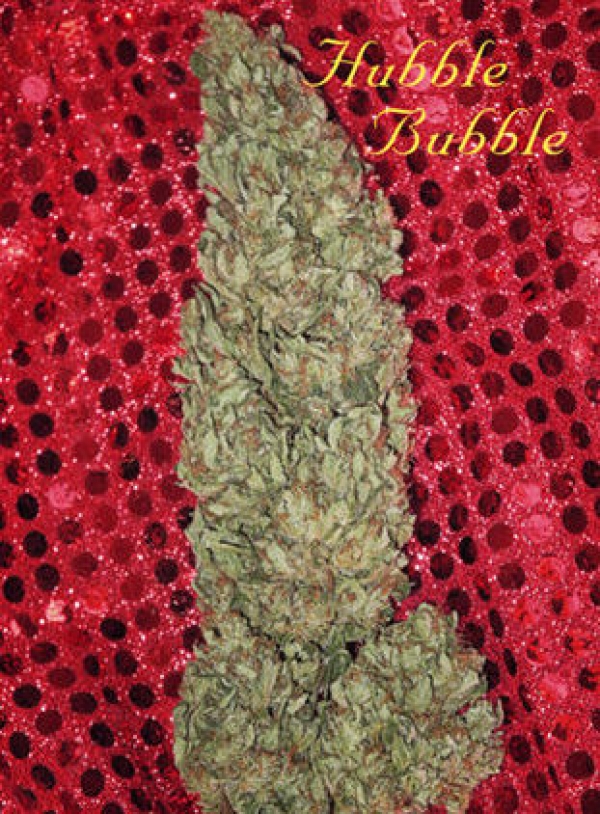 Hubble Bubble Feminised Cannabis Seeds