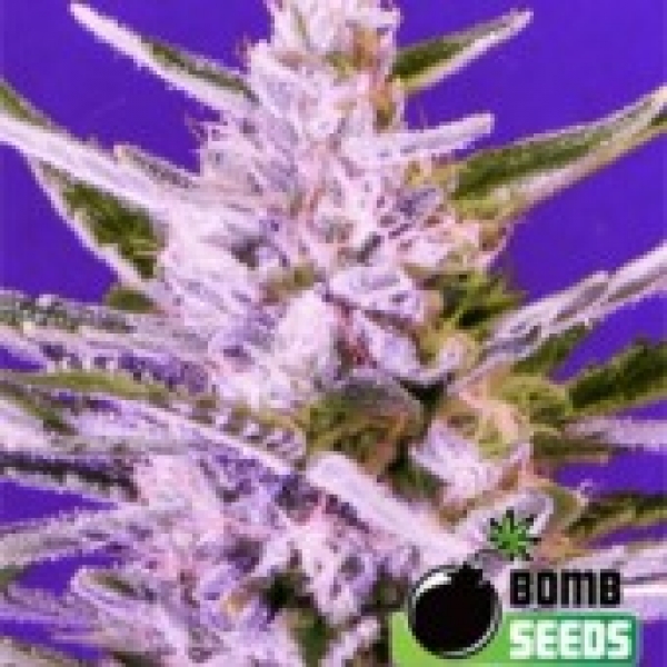 Bomb seeds Ice Bomb Feminised Cannabis Seeds For Sale