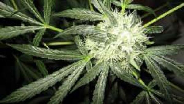  Ice Regular Cannabis Seeds | Nirvana 
