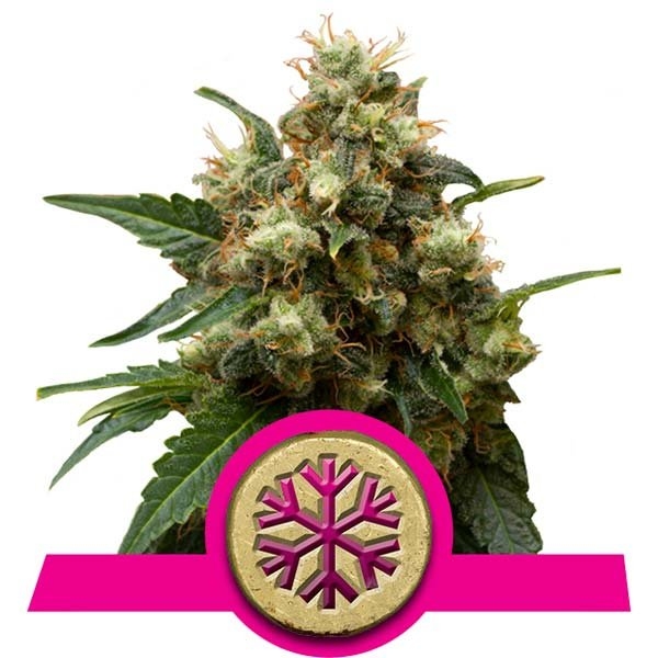 ICE Feminised Cannabis Seeds | Royal Queen Seeds