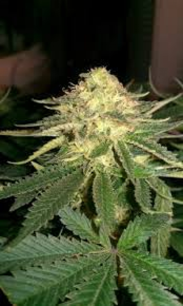 Larry OG Regular Cannabis Seeds | Apothecary Genetics Seeds
