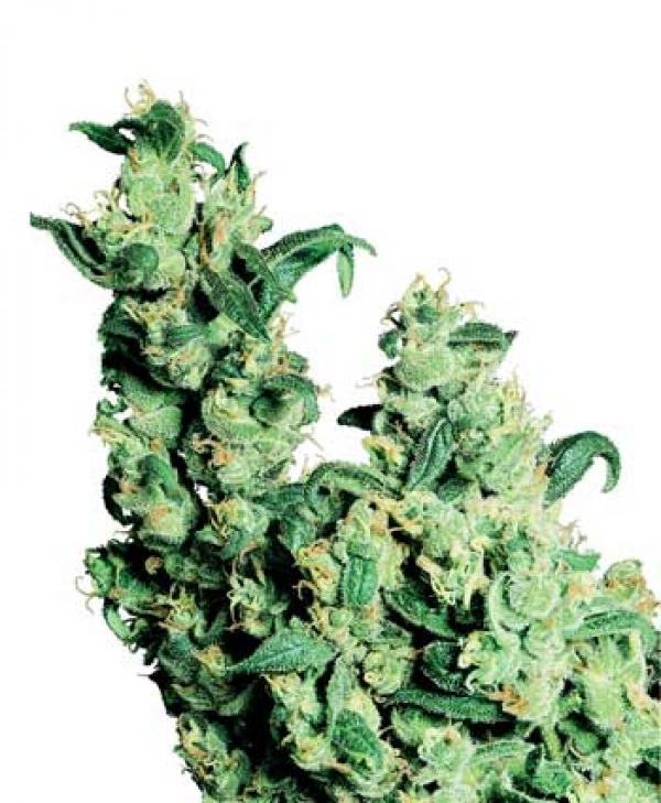 Jack Herer Regular Cannabis Seeds | Sensi Seeds 