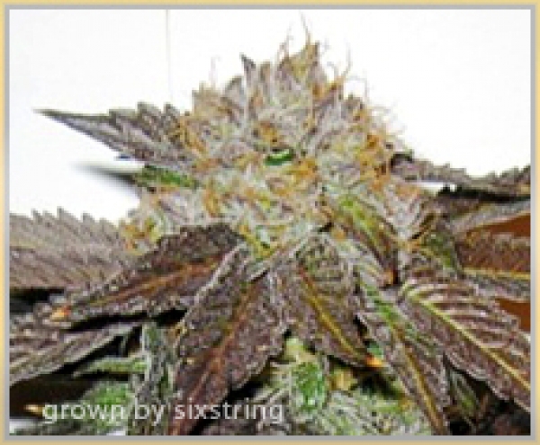 Gage Green Journeyman Cannabis Seeds