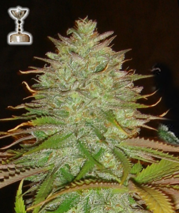 Kaia Kush Regular Cannabis Seeds | Apothecary Genetics Seeds