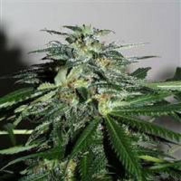 KC42 Regular Cannabis Seeds | KC Brains Seeds