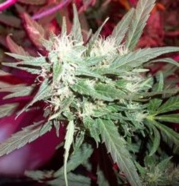 KC39 Feminised Cannabis Seeds | KC Brains Seeds 