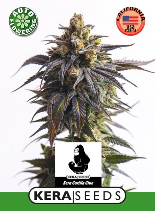 Gorilla Glue Auto Feminised Cannabis Seeds | Kera Seeds