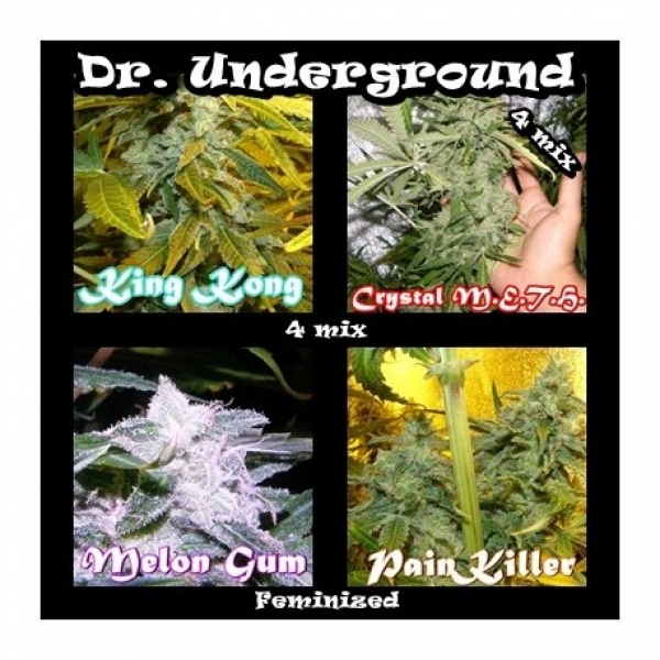 Suprise Killer Mix Feminised Cannabis Seeds | Dr Underground