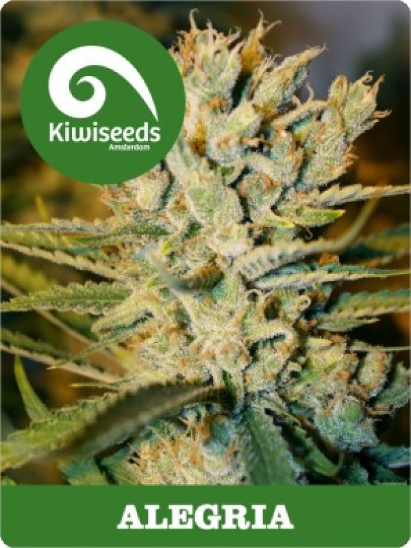 Alegria Regular Cannabis Seeds