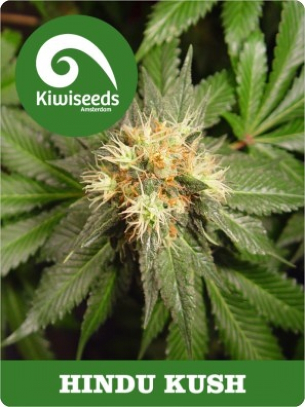 Hindu Kush Regular Cannabis Seeds