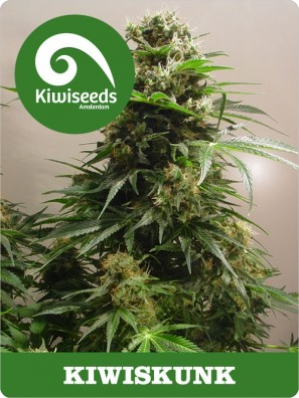 Kiwiskunk Feminised Cannabis Seeds
