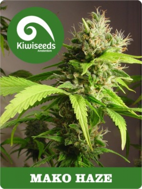 Mako Haze Feminised Cannabis Seeds