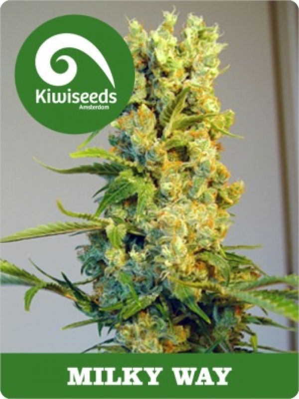 Milky Way Regular Cannabis Seeds