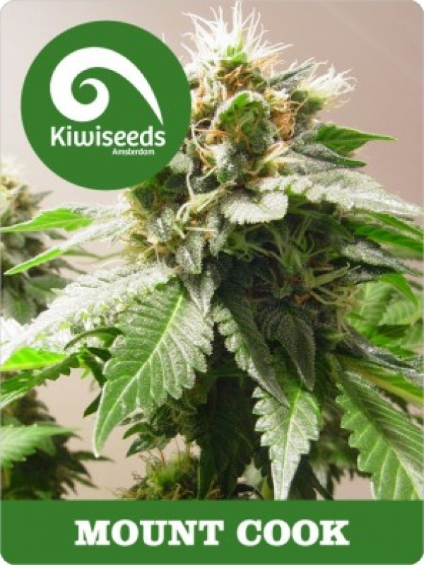 Mt Cook Regular Cannabis Seeds