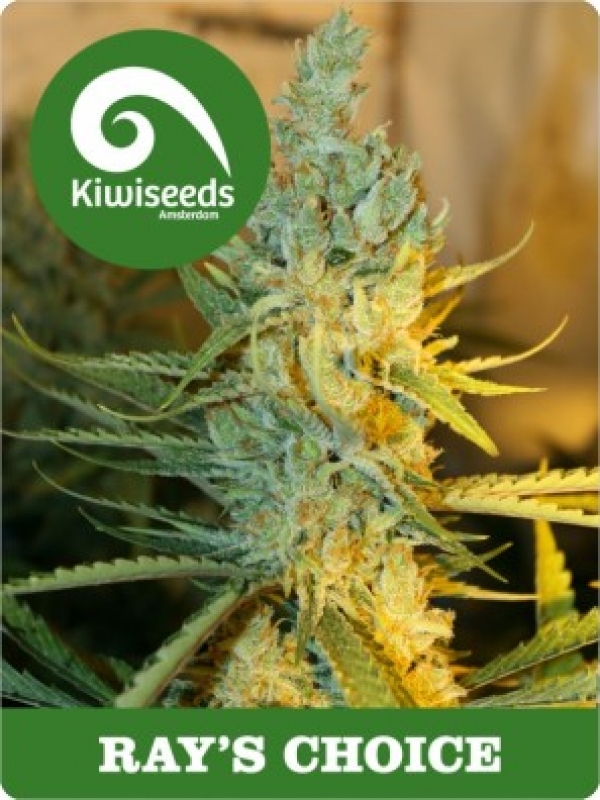 Ray's Choice Regular Cannabis Seeds