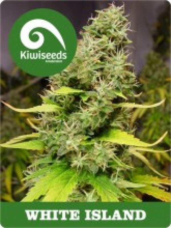White Island Regular Cannabis Seeds
