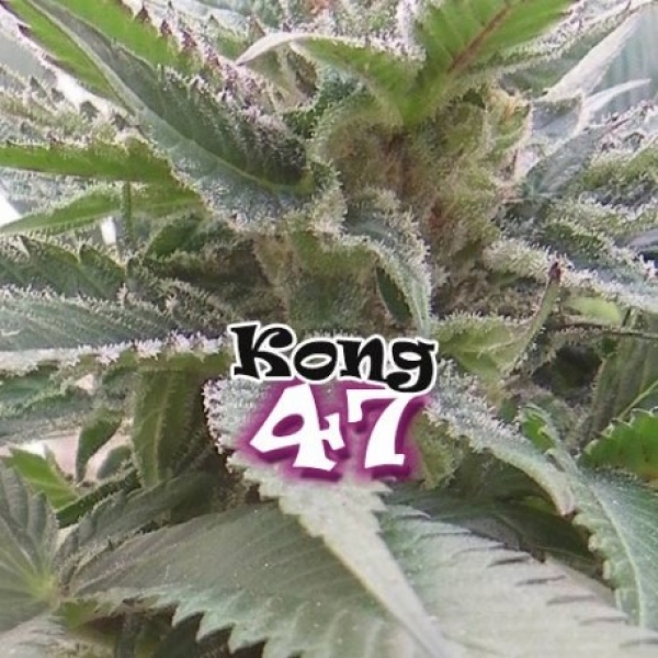  Kong 47 Feminised Cannabis Seeds | Dr Underground