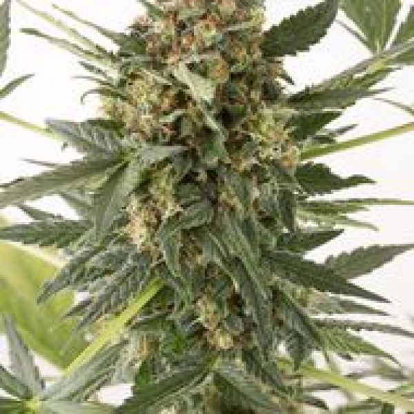 Kush 'N' Cheese Autoflowering Feminised Cannabis Seeds | Dinafem Seeds