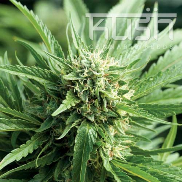 Blueberry Kush Feminised Cannabis Seeds | Kush Seeds